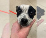 Small Mutt