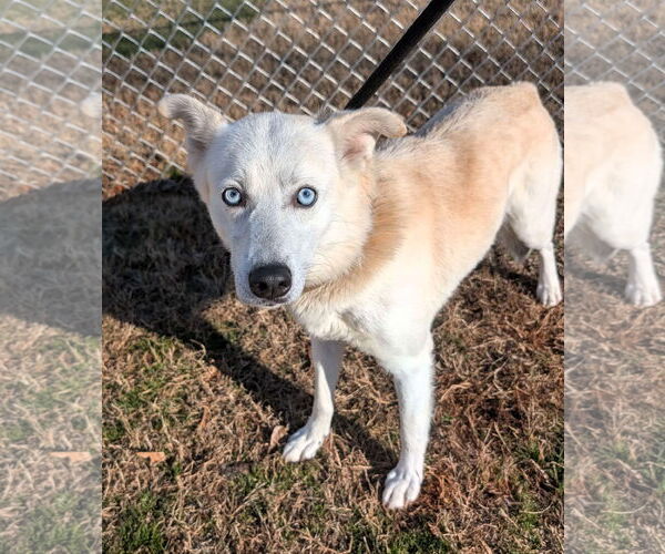 Medium Photo #2 Mutt Puppy For Sale in Shelburne, VT, USA