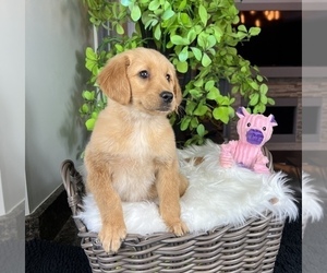 Golden Retriever Puppy for sale in FRANKLIN, IN, USA