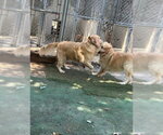 Small Photo #5 Golden Retriever Puppy For Sale in MIDWAY, UT, USA