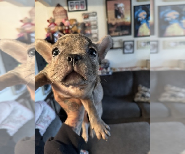 Medium Photo #6 French Bulldog Puppy For Sale in COLLINGDALE, PA, USA