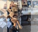 Small Photo #6 French Bulldog Puppy For Sale in COLLINGDALE, PA, USA