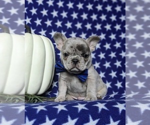 French Bulldog Puppy for sale in QUARRYVILLE, PA, USA