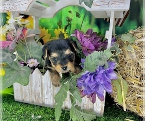 Yorkshire Terrier Puppy for Sale in CASSVILLE, Missouri USA