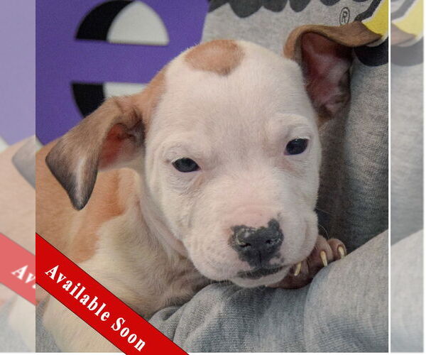Medium Photo #1 American Staffordshire Terrier-Boxer Mix Puppy For Sale in Huntley, IL, USA