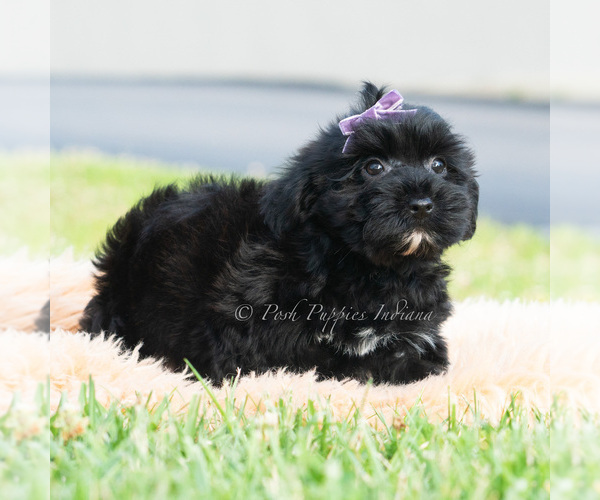 Medium Photo #4 Maltipoo (Toy) Puppy For Sale in WARSAW, IN, USA