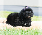 Small Photo #4 Maltipoo (Toy) Puppy For Sale in WARSAW, IN, USA