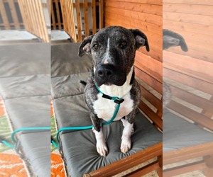 American Pit Bull Terrier-Unknown Mix Dogs for adoption in Germantown, OH, USA