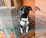 Small American Pit Bull Terrier Mix