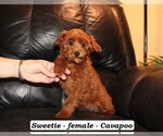 Image preview for Ad Listing. Nickname: Sweetie