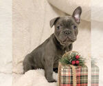 Small Photo #6 French Bulldog Puppy For Sale in BRIDGEWATER, NJ, USA