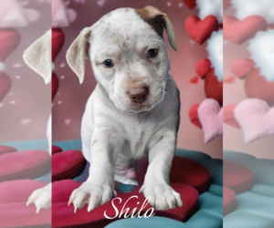 Shilo - Male Chihuahua-Unknown Mix Dog for Adoption - Photo #4