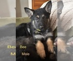 Puppy Bee German Shepherd Dog