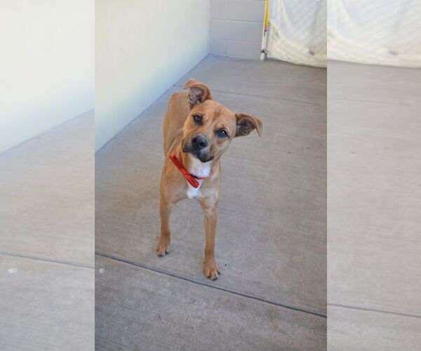 Medium Photo #2 Black Mouth Cur-Unknown Mix Puppy For Sale in McKinney, TX, USA