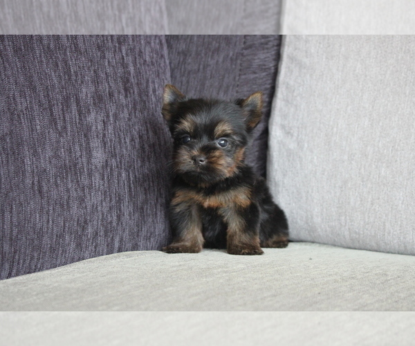 Medium Photo #2 Yorkshire Terrier Puppy For Sale in MANHATTAN, NY, USA
