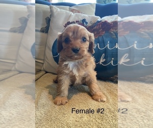 Cavapoo Puppy for sale in MORAVIA, NY, USA