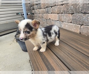 American Corgi Puppy for sale in CARLYLE, IL, USA