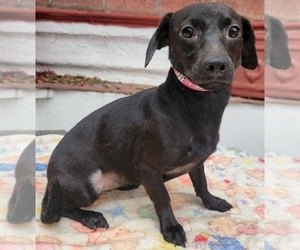 Miniature Pinscher Dog for Adoption in SAN FRANCISCO, California USA