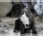 Small #7 French Bulldog