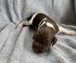 Brittany-German Shorthaired Pointer Mix Puppy for Sale in MILLVILLE, New Jersey USA