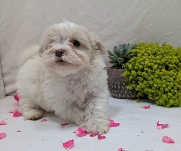 Medium Photo #16 Havanese Puppy For Sale in GOSHEN, IN, USA