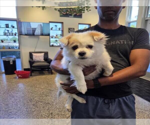 Medium Photo #1 Pekingese-Unknown Mix Puppy For Sale in Tracy, CA, USA