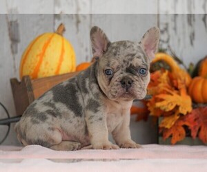 French Bulldog Puppy for sale in FREDERICKSBG, OH, USA