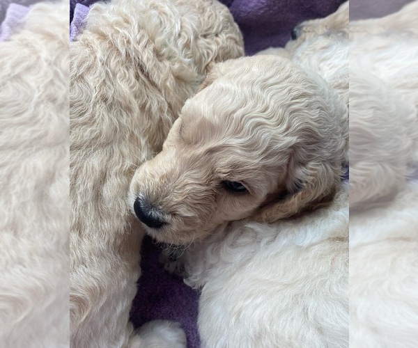 Medium Photo #1 Poodle (Standard) Puppy For Sale in SOUTHAVEN, MS, USA