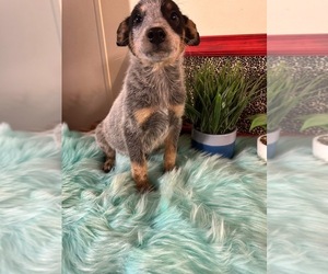 Australian Cattle Dog Puppy for sale in NACOGDOCHES, TX, USA