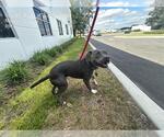 AUGIE - Male American Pit Bull Terrier Dog for Adoption - Small photo
