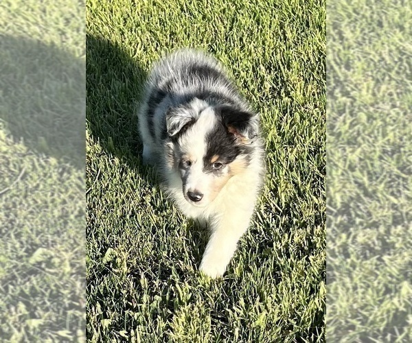 Medium Photo #10 Shetland Sheepdog Puppy For Sale in FORT MORGAN, CO, USA