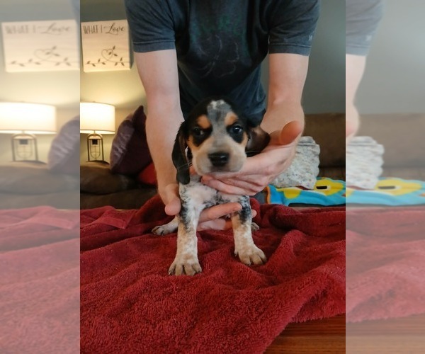 Medium Photo #2 Beagle Puppy For Sale in BOWLING GREEN, MO, USA