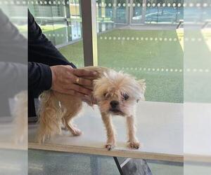 Shih Tzu Dogs for adoption in San Martin, CA, USA