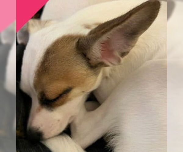 Medium Photo #2 Rat-Cha Puppy For Sale in Grafton, WI, USA