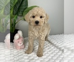 Small Photo #3 Goldendoodle (Miniature) Puppy For Sale in FRANKLIN, IN, USA