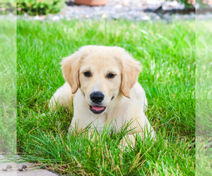 Golden Retriever Puppy for sale in SYRACUSE, IN, USA