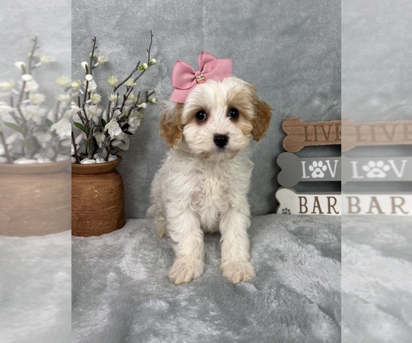 Medium Photo #1 Cavapoo (Standard) Puppy For Sale in GREENFIELD, IN, USA