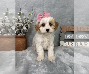 Cavapoo (Standard) Puppy for sale in GREENFIELD, IN, USA