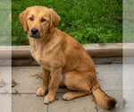 Small Golden Retriever
