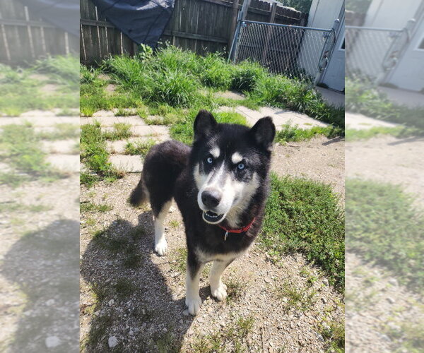 Medium Photo #2 Siberian Husky Puppy For Sale in Evansville, IN, USA