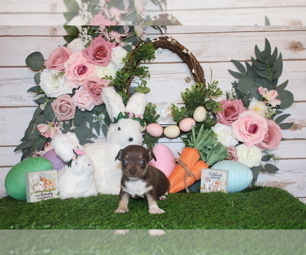 Medium Photo #37 Chihuahua Puppy For Sale in CHARLESTON, AR, USA