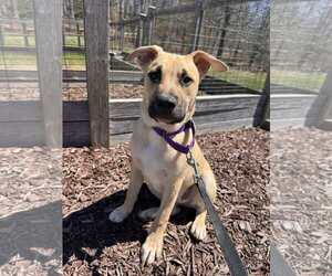 Feist Terrier-Jack Russell Terrier Mix Dogs for adoption in pomfret, CT, USA