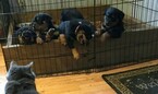 Small Photo #8 Rottweiler Puppy For Sale in EUBANK, KY, USA