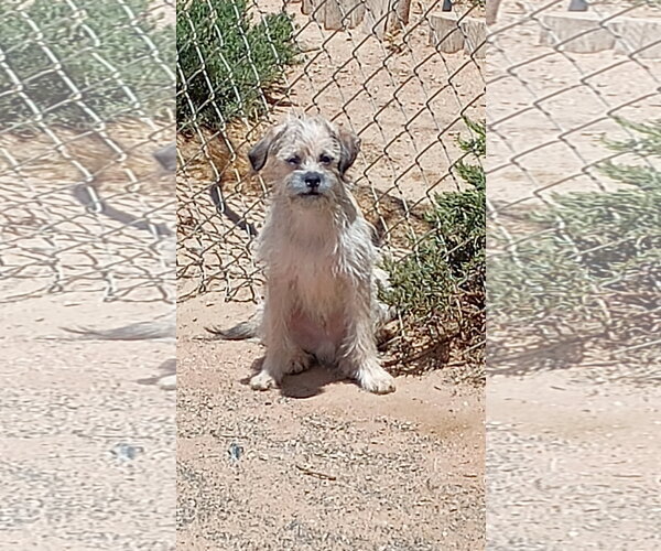 Medium Photo #4 Mutt Puppy For Sale in Apple Valley, CA, USA
