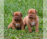 Small Photo #2 Mastiff Puppy For Sale in MYERSTOWN, PA, USA
