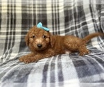 Image preview for Ad Listing. Nickname: Nelly