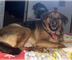 Kobe - Male Mutt Dog for Adoption - Photo #5