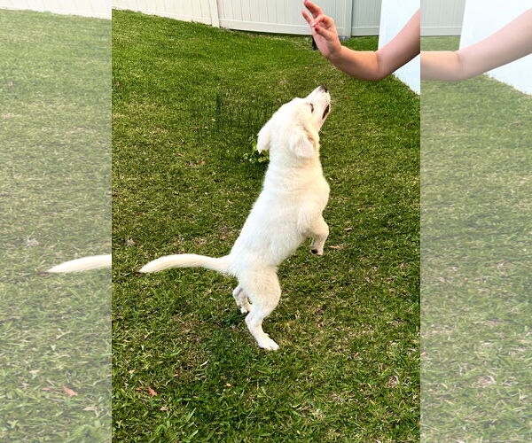 Medium Photo #8 Great Pyrenees Puppy For Sale in Valrico, FL, USA