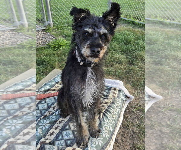 Medium Photo #3 Mutt Puppy For Sale in Jefferson, WI, USA