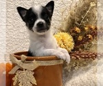 Small Photo #4 Chihuahua Puppy For Sale in SHERMAN, TX, USA